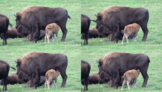 野牛，哺乳小牛，牧场上的野牛群，自由放养，小野牛高清在线视频素材下载