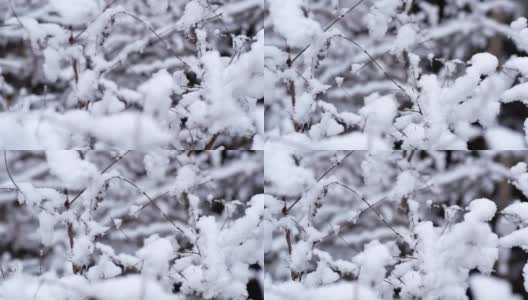 树过雪，枝上积雪高清在线视频素材下载