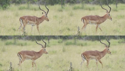 慢镜头黑斑羚穿过肯尼亚的热带草原高清在线视频素材下载