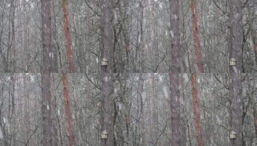 德国立春大雪纷飞，松林里有鸟舍，没有居民高清在线视频素材下载