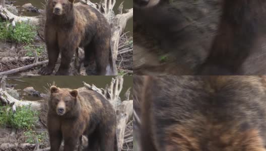 把熊直视镜头的脸放大。高清在线视频素材下载