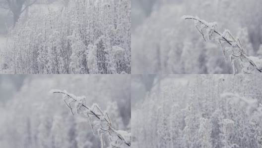 极端近距离拍摄的积雪林地覆盖植物高清在线视频素材下载
