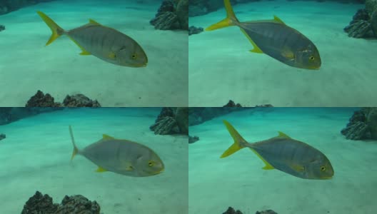一条长着黄色鳍的银色大鱼在蓝色的水中游动，水下世界近距离观察高清在线视频素材下载
