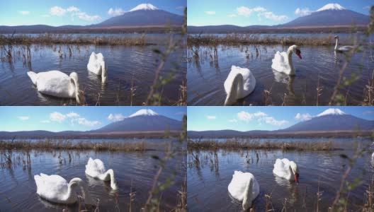 美丽的富士山与枫树在秋天的日本高清在线视频素材下载