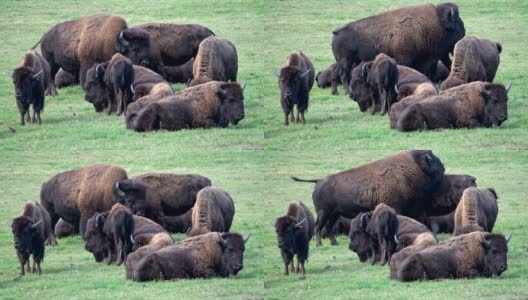 野牛，牧场上的野牛群，自由放养，野牛高清在线视频素材下载