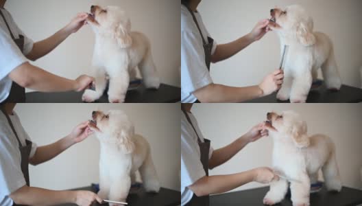 亚洲中国女宠物美容师用围裙为一只棕色玩具狮子狗梳妆高清在线视频素材下载