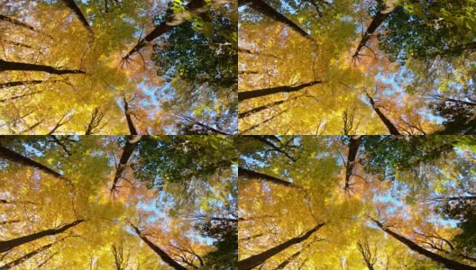 抬头看树皮，黄色的枫叶树与秋天的树叶颜色高清在线视频素材下载