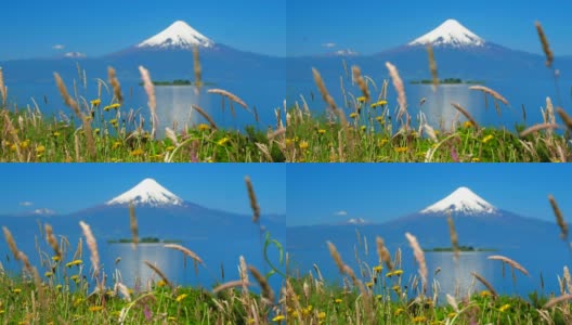 草地在前景中飘动，奥索尔诺(Osorno)白雪覆盖的火山在背景中。智利巴塔哥尼亚的夏天高清在线视频素材下载
