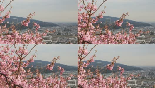 从松田的城市景观到盛开的樱花。高清在线视频素材下载