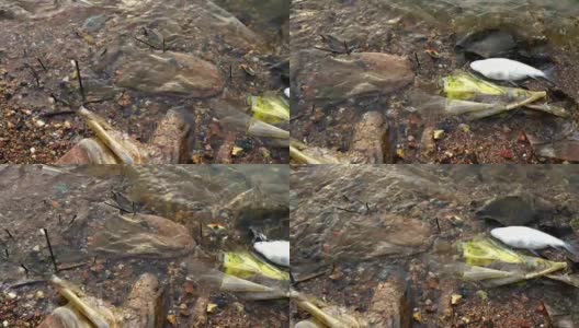死鱼和塑料袋。水污染高清在线视频素材下载