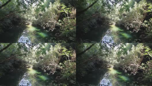 茂密的灌木丛和一个隐藏的池塘高清在线视频素材下载