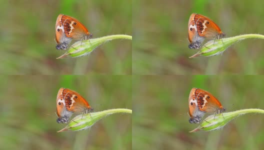 珍珠石南蝴蝶(Coenonympha arcania)高清在线视频素材下载