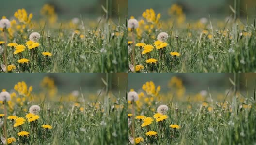 spring meadow with dandelions高清在线视频素材下载