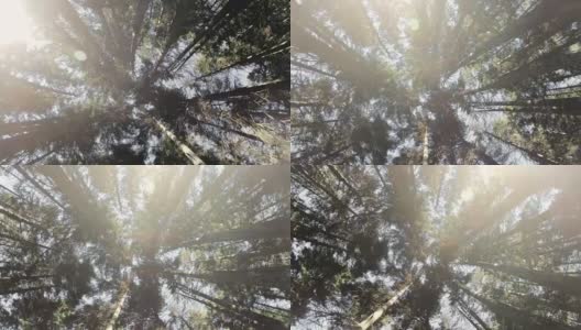 针叶林的性质。旋转着凝视树木和天空。60帧/秒的慢动作。GoPro 6黑色三轴抗菌稳定剂高清在线视频素材下载