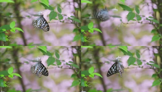 蝴蝶在绿色的花园里的花或树上高清在线视频素材下载
