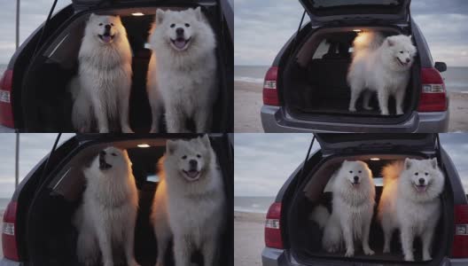 一只可爱的萨摩耶狗坐在后备箱里，另一只在里面跳着叫。Slowmotion拍摄高清在线视频素材下载