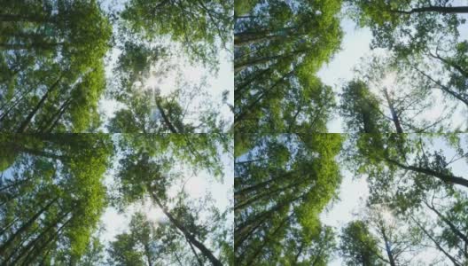 透过树梢，仰望森林，摄影高清在线视频素材下载