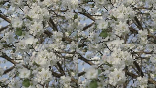 开花的红果。春天果树的树枝。白色的花朵特写镜头高清在线视频素材下载