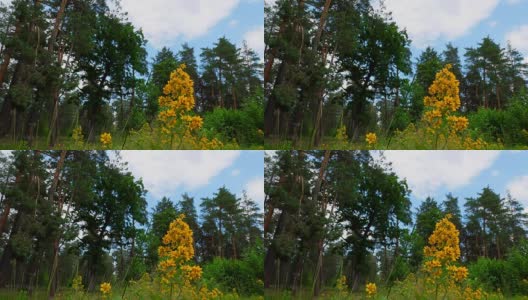 夏日的树林和黄花。自然森林景观。高清在线视频素材下载