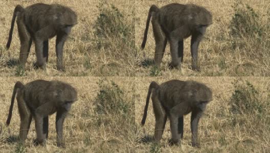 肯尼亚马赛马拉，一只觅食狒狒的跟踪镜头高清在线视频素材下载