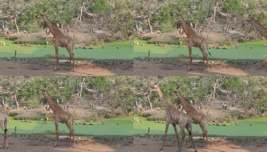 泰国曼谷的一群长颈鹿高清在线视频素材下载