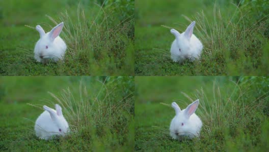 复活节可爱的白色兔子在绿色的背景下吃草和胡萝卜。慢动作高清在线视频素材下载