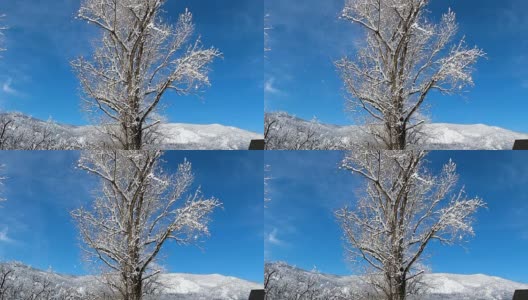 雪吹落了光秃秃的树枝高清在线视频素材下载