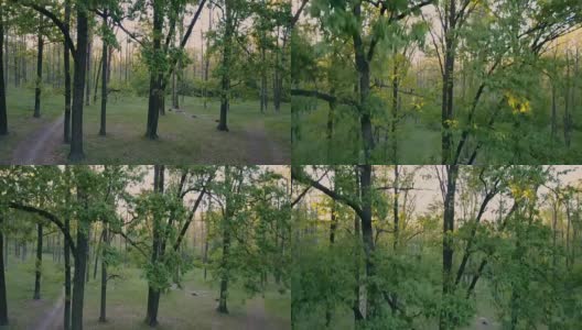 春天日落时的橡树林。落叶林。摄像机升到树顶。空中高清在线视频素材下载