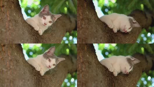 树上的猫高清在线视频素材下载