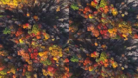 笔直向下看秋天的颜色，树木，风景优美的森林高清在线视频素材下载