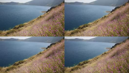 内姆鲁特火山口湖前，五彩缤纷的花朵在风中摇曳。高清在线视频素材下载