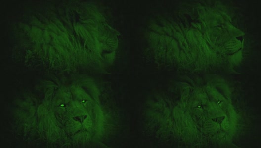 夜视狮子转过身来，眼睛很亮高清在线视频素材下载