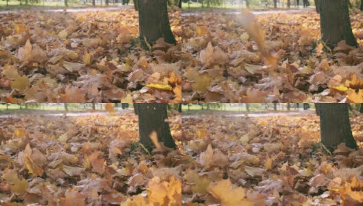 自然在秋天。枫叶的落叶。秋天在森林或公园里散步。黄色落叶的背景。地面覆盖着橙色的叶子。秋天的调色板。缓慢的运动。近距离高清在线视频素材下载