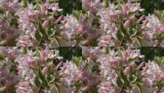 Weigela (Weigela佛罗里达)高清在线视频素材下载