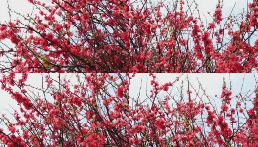 盛开的樱桃树，有长长的树枝和红色的花朵高清在线视频素材下载