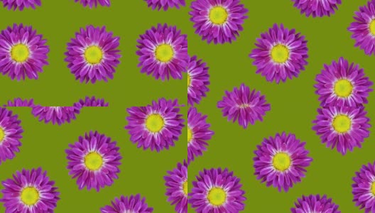 紫色菊花动画图案上的绿色背景。最小的花卉无缝循环概念动画高清在线视频素材下载