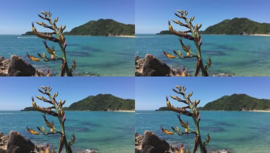 海岸黄开花Phormium cookianum(新西兰亚麻)高清在线视频素材下载