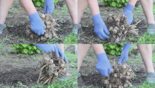 一位戴着蓝色手套的白种人老妇人正在室外清理一株植物的根部高清在线视频素材下载