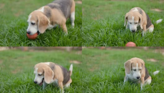 小猎犬在草地上玩接球。可爱的小狗在户外花园的乐趣。狗和宠物。高清在线视频素材下载