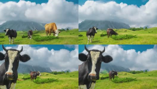 美丽的高山风景与牛在前景，云朵和绿色的草与瑞士。间隔拍摄4 k。高清在线视频素材下载