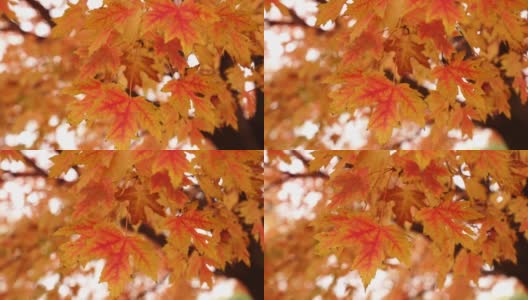 用慢动作细节镜头拍摄了一棵糖枫树树枝上五颜六色的秋天树叶，红色、黄色和橙色的叶子在微风中轻轻地吹着。高清在线视频素材下载