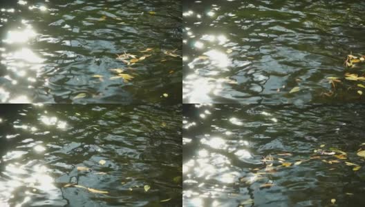 一个平静的淡水河的特写，明亮的秋天落叶。缓慢运动的水面平静地流动与太阳的反射。秋景自然高清在线视频素材下载