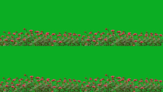 玫瑰花园运动图形与绿色屏幕背景高清在线视频素材下载