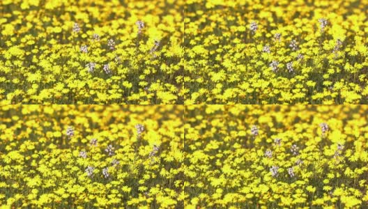 一些白色的花在黄色菊花的地里高清在线视频素材下载