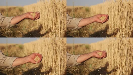 HD超级慢莫:农民的手与小麦谷物高清在线视频素材下载