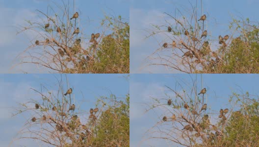灌木丛中的麻雀高清在线视频素材下载