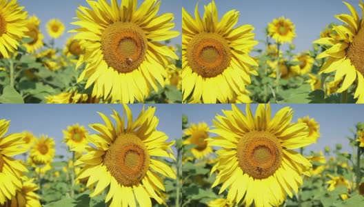 向日葵和蜜蜂;高清多莉拍摄高清在线视频素材下载