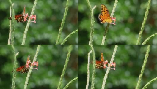 橙色斑点蝴蝶特写，进食粉红色的花孤立在一个绿色的背景高清在线视频素材下载