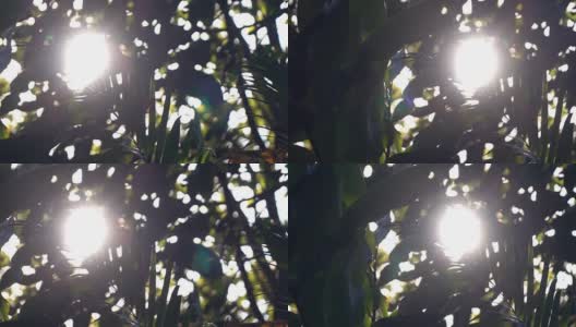 慢镜头，阳光透过树叶的自然景象高清在线视频素材下载
