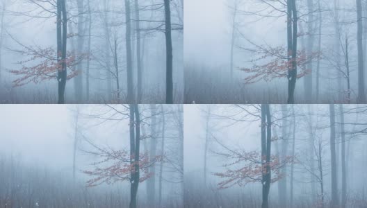 森林在雾中高清在线视频素材下载
